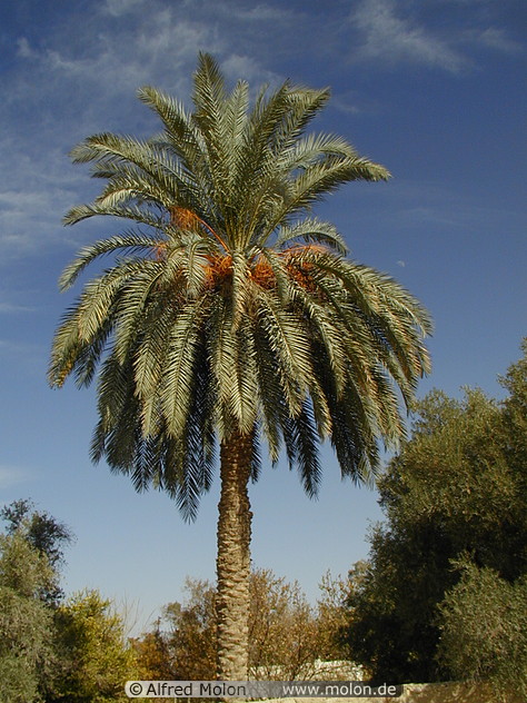date palm in desert. date palm seedling,
